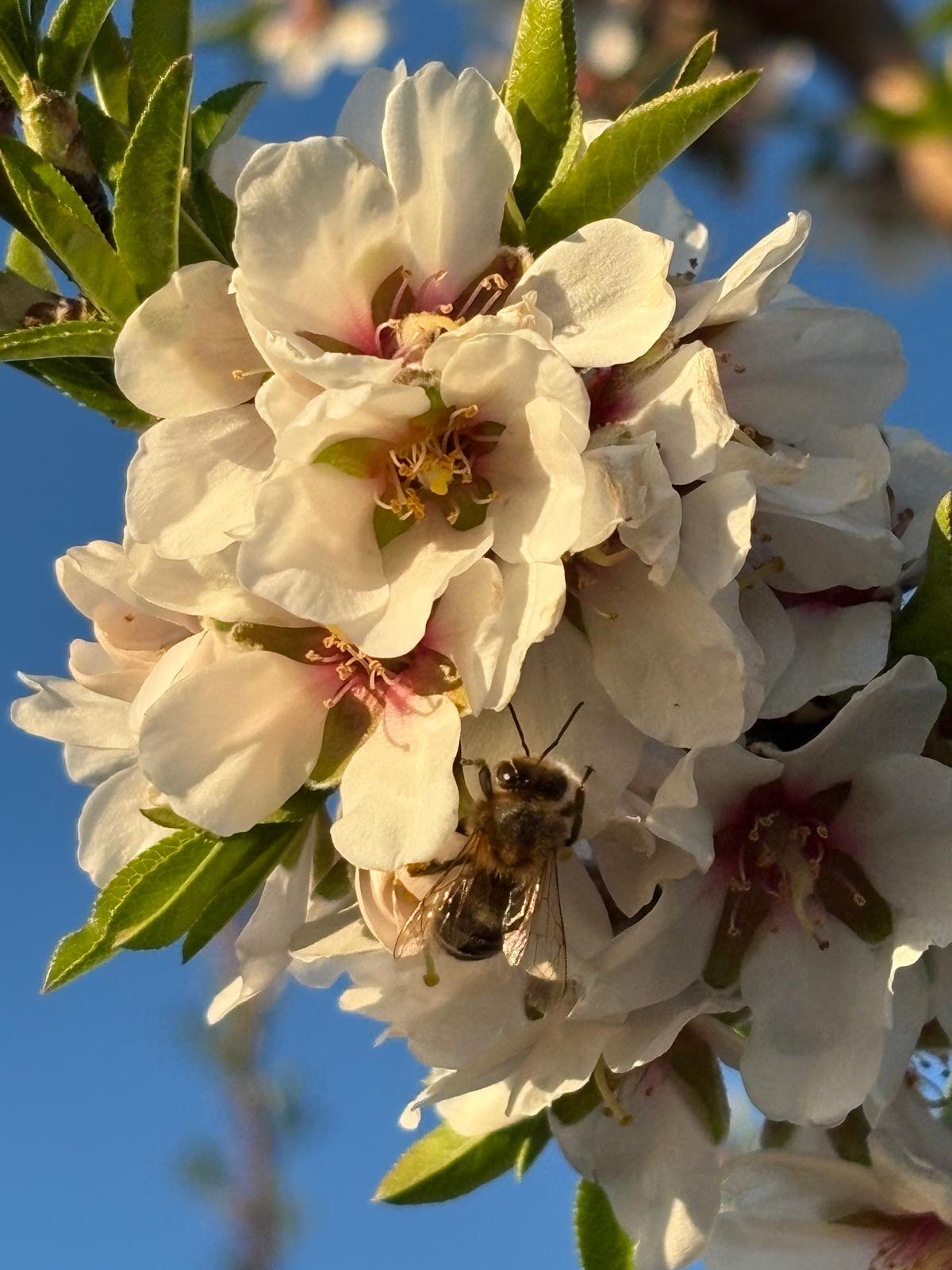 flor de almendro y abeja