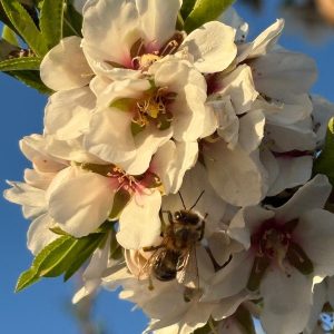 Almendra con cáscara ecológica: imagen 2