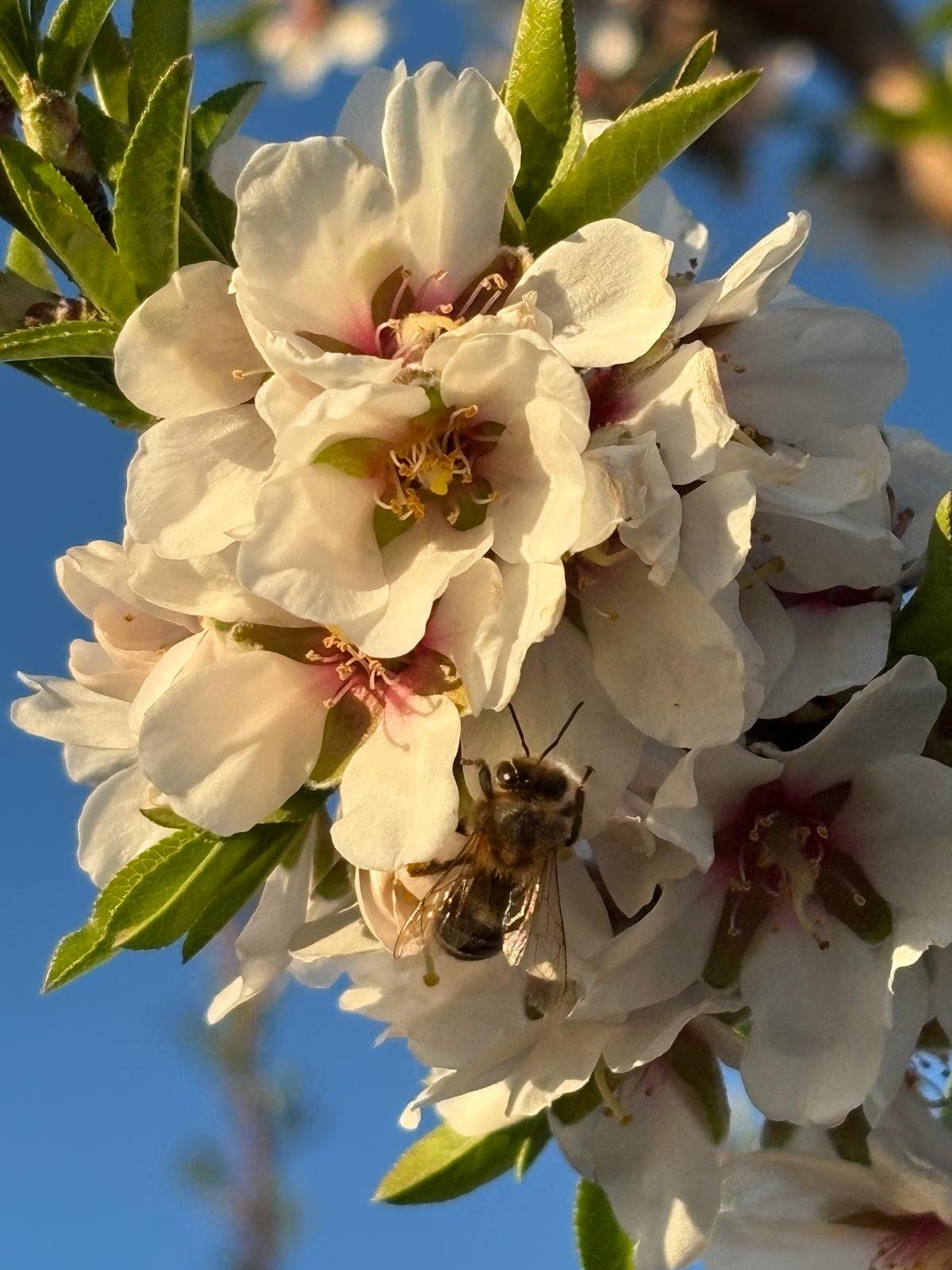 Almendra con cáscara ecológica: imagen 2
