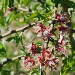 Almendra con cáscara ecológica: imagen 4