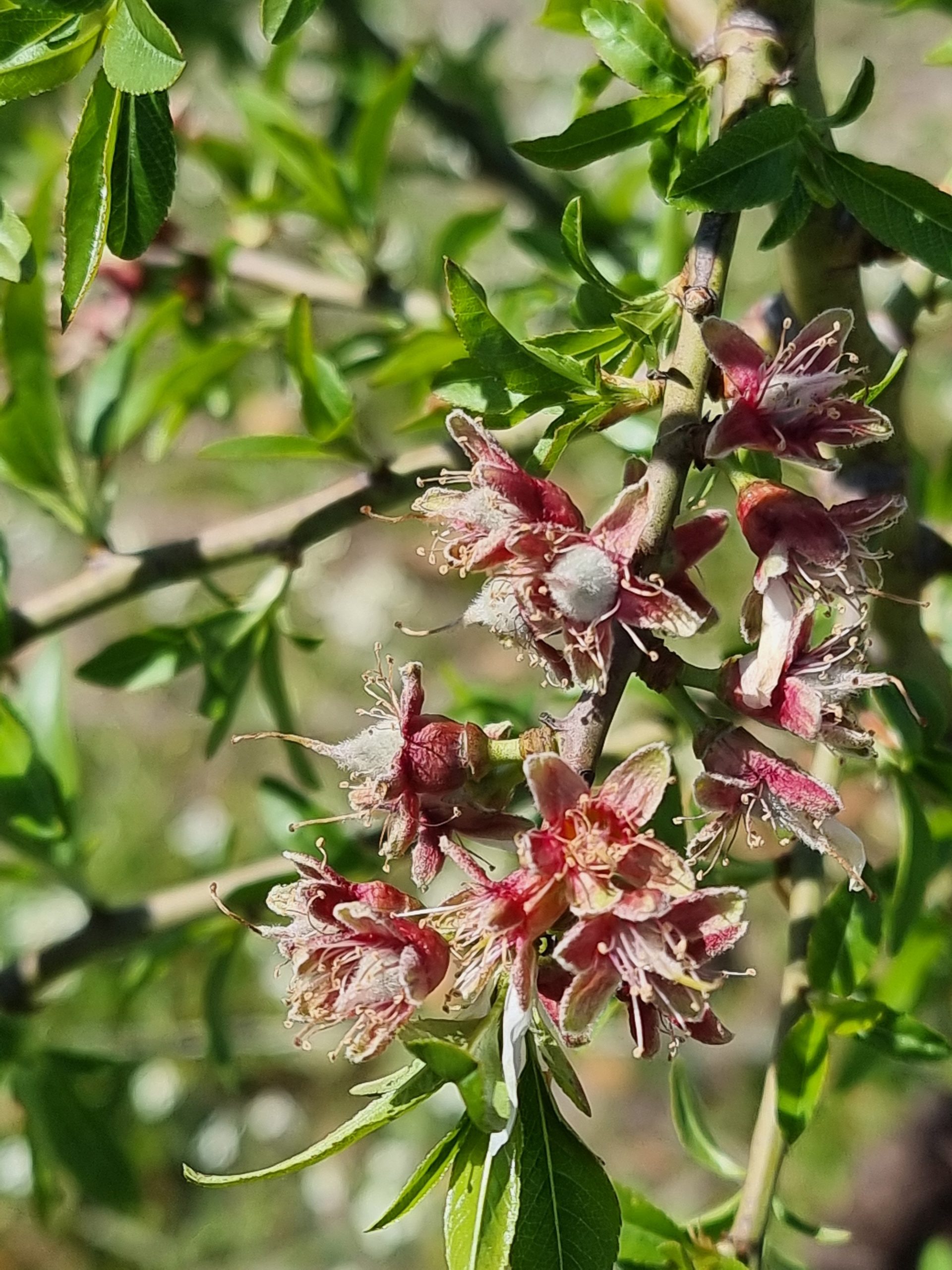 Almendra con cáscara ecológica: imagen 4