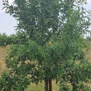 Almendra con cáscara ecológica: imagen 6