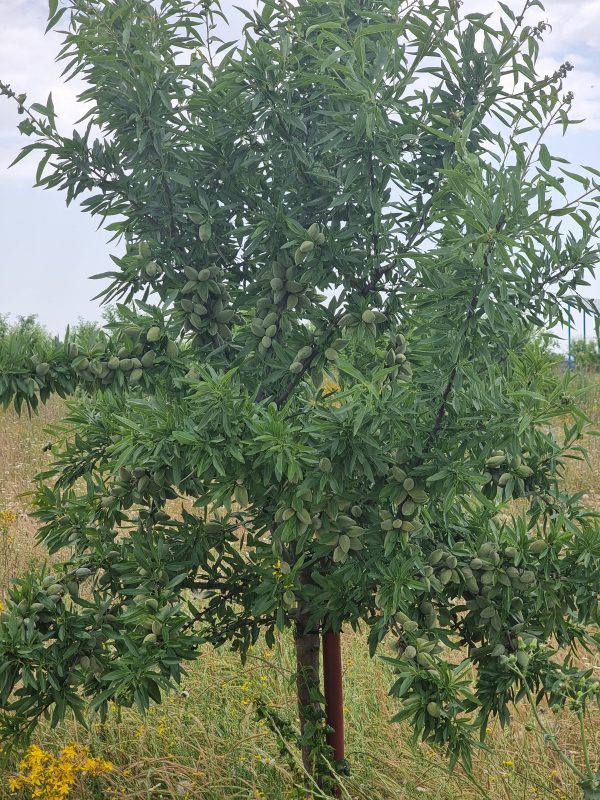 Almendra con cáscara ecológica