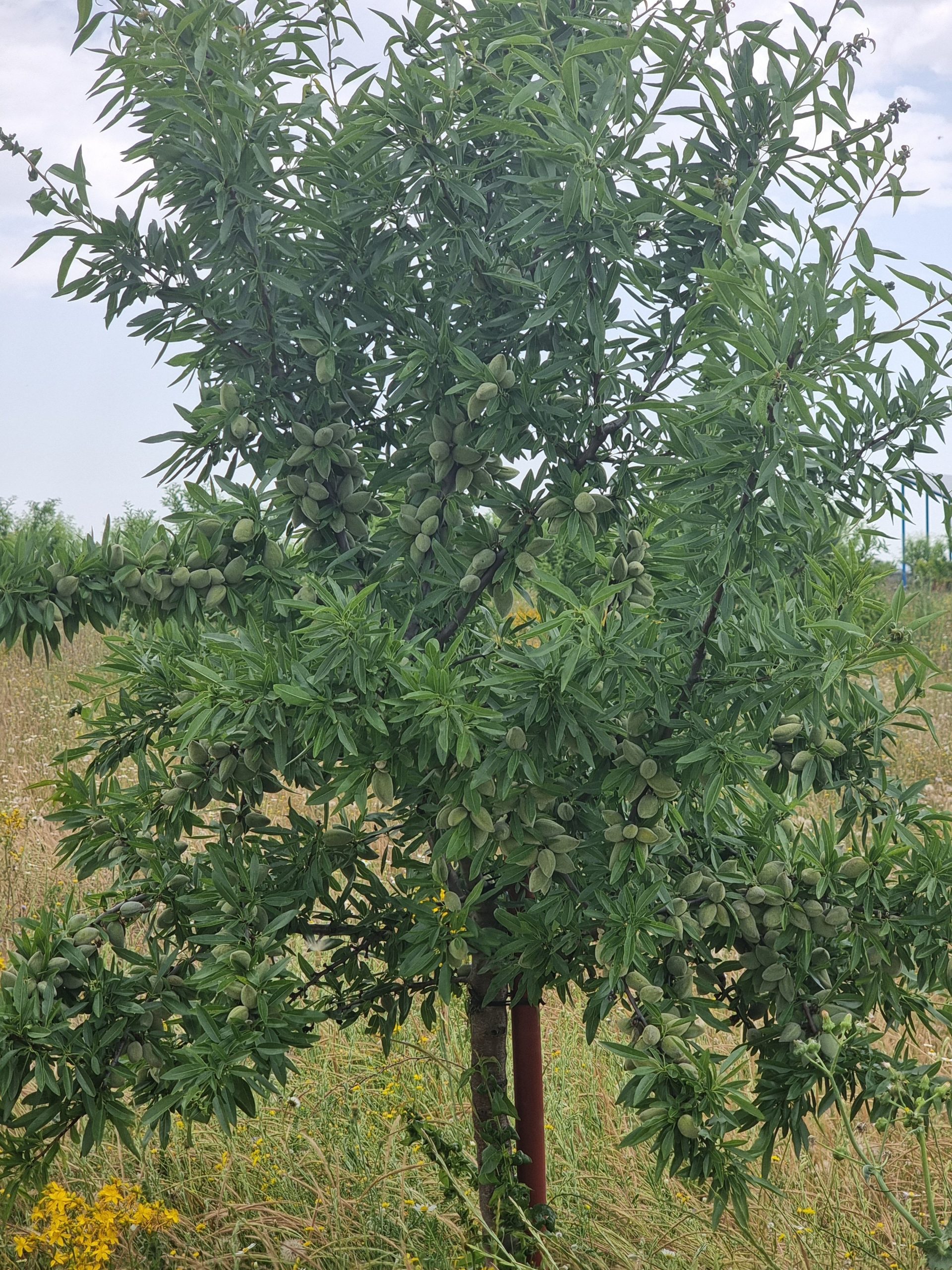 Almendra con cáscara ecológica: imagen 6