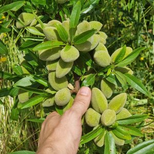 Almendra con cáscara ecológica: imagen 5