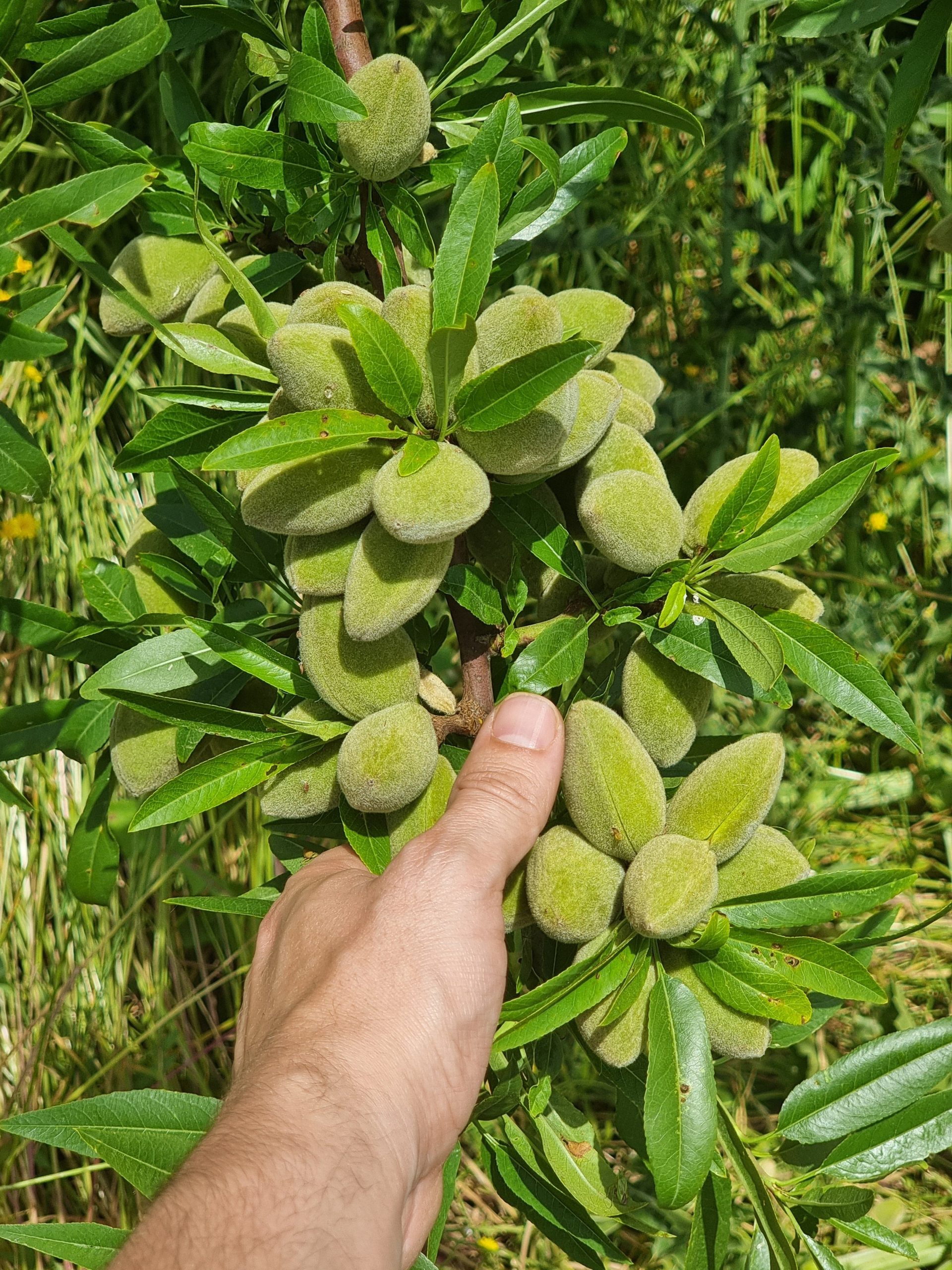 Almendra con cáscara ecológica: imagen 5