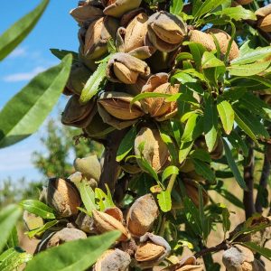 Almendra con cáscara ecológica: imagen 3