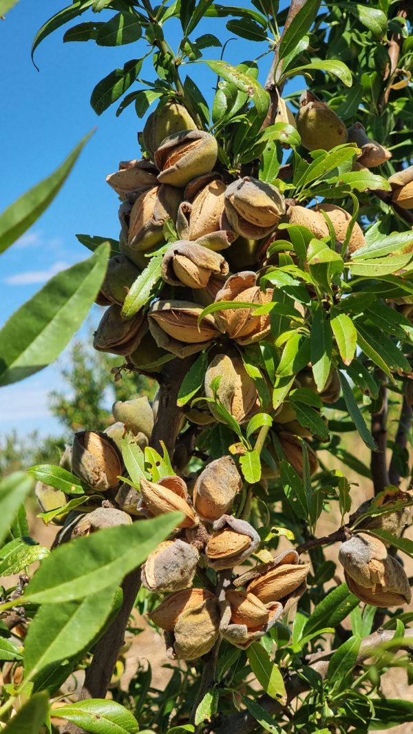 Almendra con cáscara ecológica