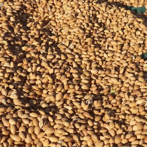 Almendra con cáscara ecológica