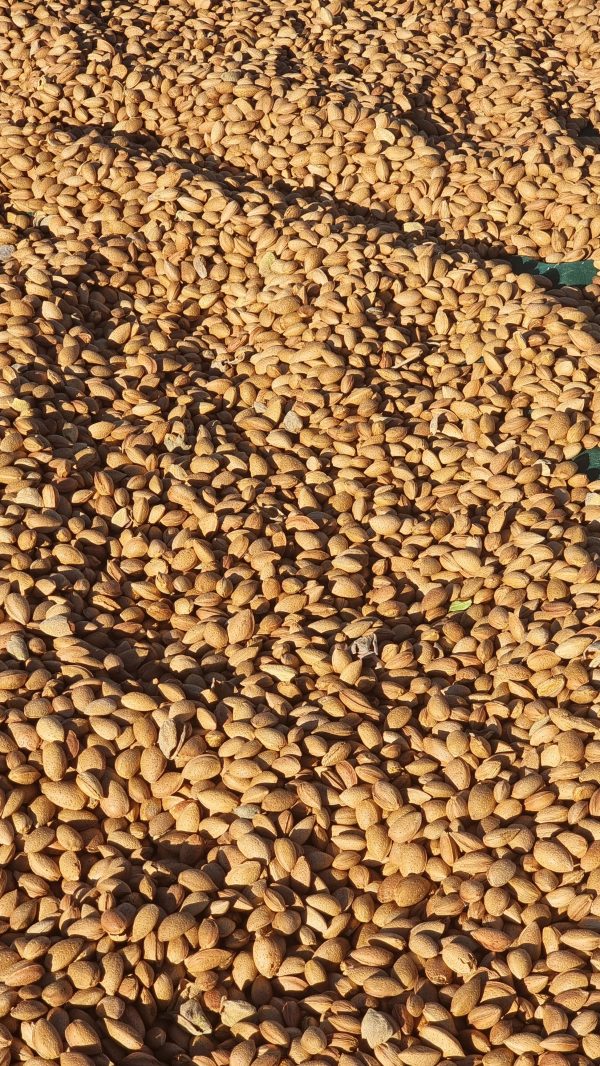 Almendra con cáscara ecológica