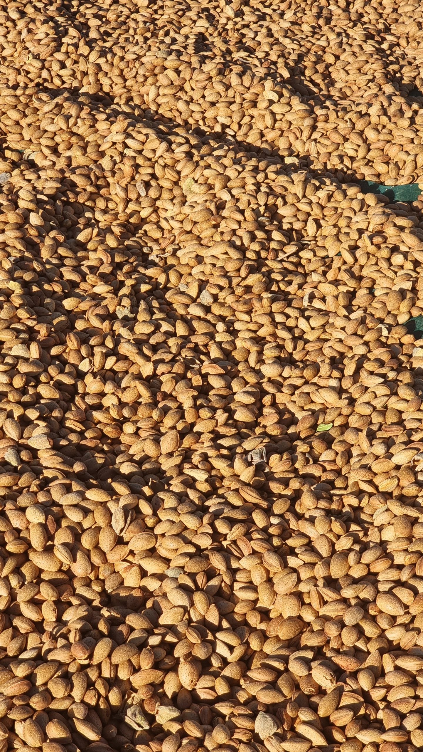 Almendra con cáscara ecológica: imagen 1