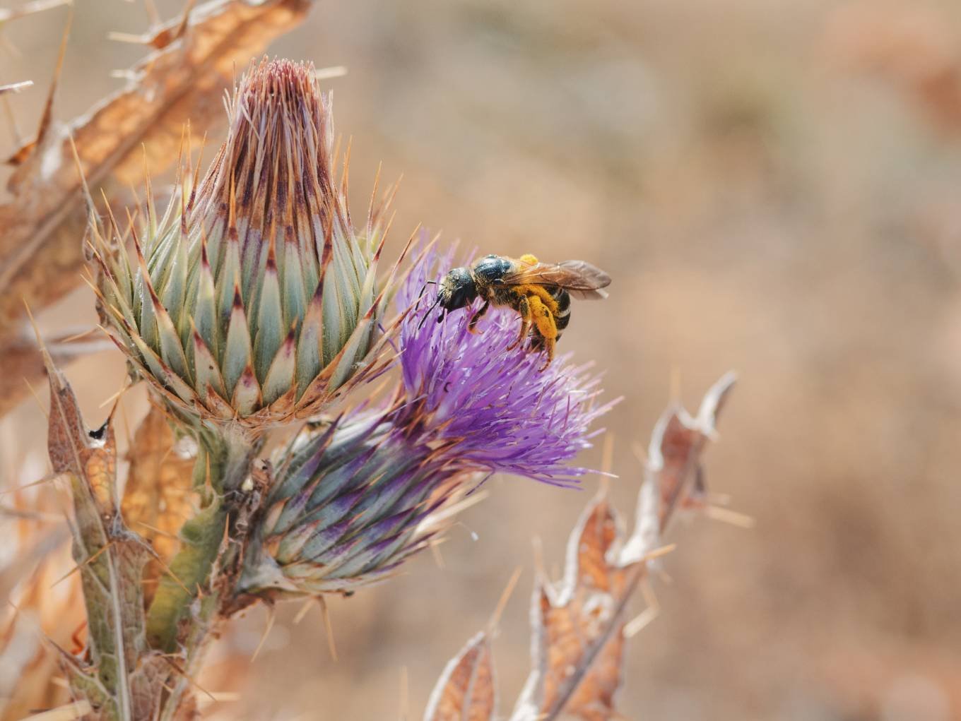 Mantener vivo un territorio en El Día del Cardillo
