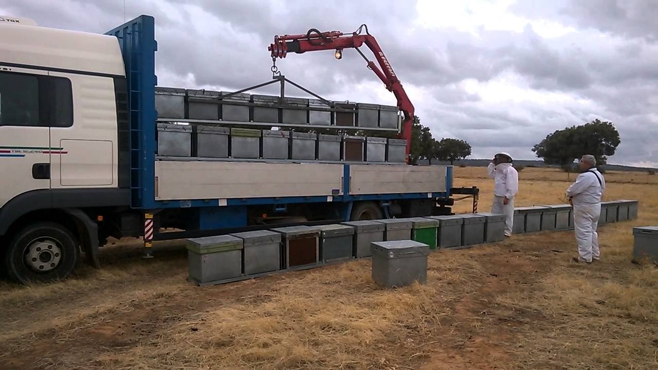 Apicultura estante o trashumante