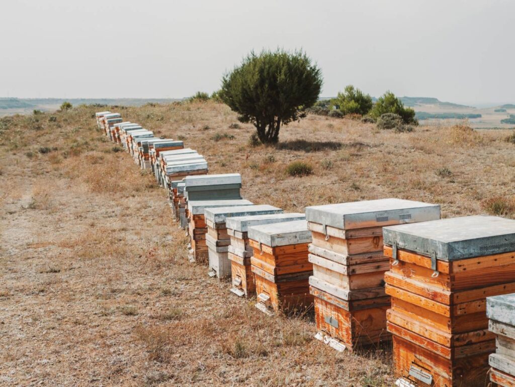 La Jornada del Cardillo 