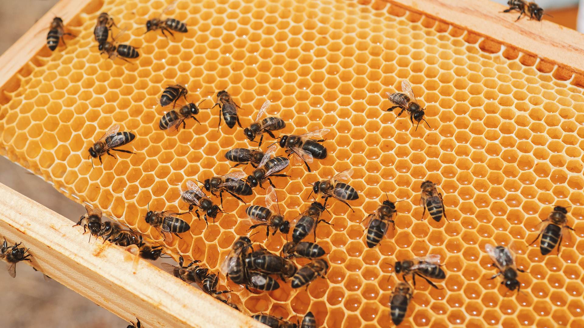 Panales de Miel Pecorea